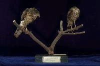 鳳頭蒼鷹藏品圖，第6張